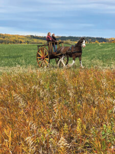 The Red River cart was developed by the Métis Peoples, who used it to transport goods across the prairies