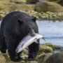 black-bear-with-a-fish-on-the-rocky-coastline-in-port-hardy-credit-yuri-choufour-and-destination-british-columbia-1