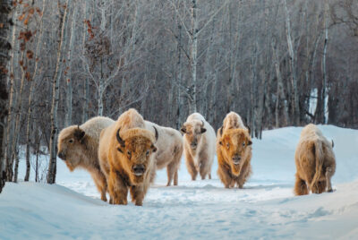 Métis Crossing is one of few places you can see white bison (one in 10 million is born white), considered sacred in Métis culture