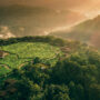 One&Only Nyungwe House from above surrounded by grass