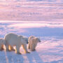 Polar bears in the Canadian Arctic (Shutterstock)