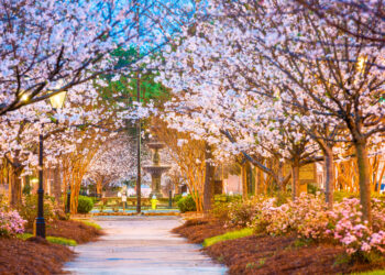 An avenue of cherry blossoms in Macon, Georgia