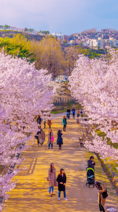 Cherry blossom in spring at Seoul Forest Park