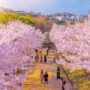 Cherry blossom in spring at Seoul Forest Park