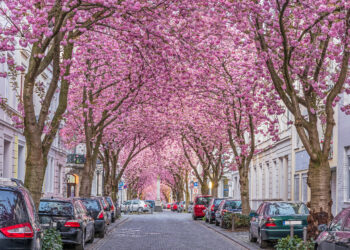 Cherry blossom street in Bonn, Germany