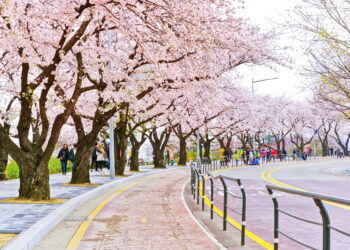 Cherry trees lining the pavement in Yeouido Hangang Park in Seoul