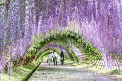 Tourists walking in Wisteria Tunnel at Kawachi Fuji Garden