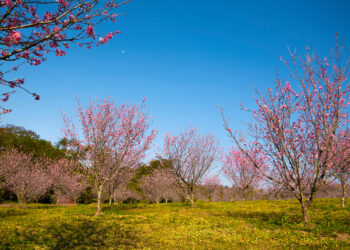 Cherry blossoms in bloom at Parque da Cerejeira