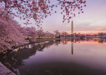Cherry blossom trees lining the tidal basin with the Washington Monument in the background