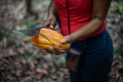 Close up of woman hands cutting ripe cacao fruits with machete in her plantation