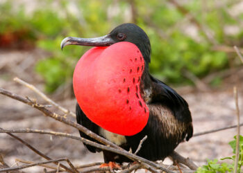 Male Magnificent Frigatebird with inflated sac on North Seymour Island, Galapagos National Park, Ecuador