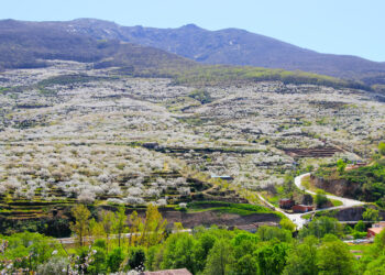 Jerte Valley as seen from the road, with a sea of white blossom across it